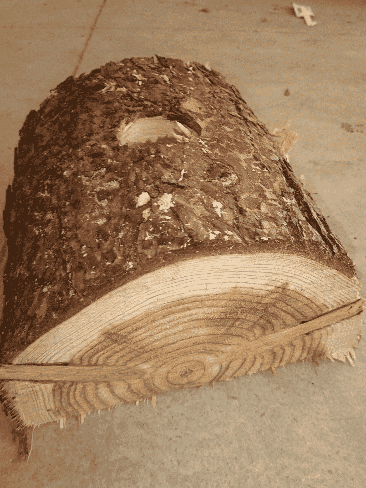 Bûche percée en gros plan — trou central pour sapin pré-taillé